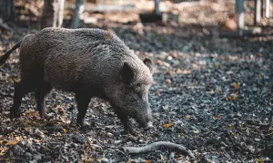 Co robić, gdy dziki na osiedlu zagrażają bezpieczeństwu?